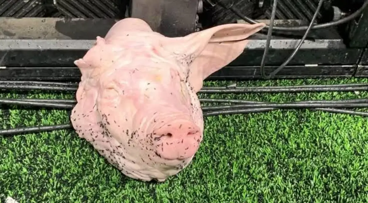 imagem do comentário do membro do fórum