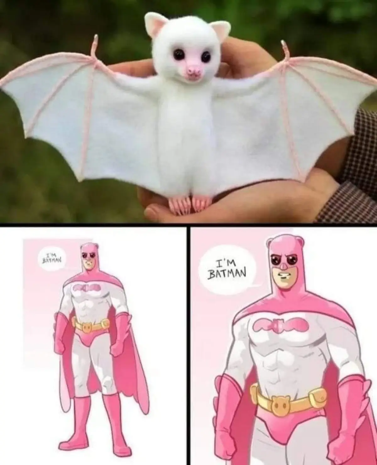 imagem do comentário do membro do fórum